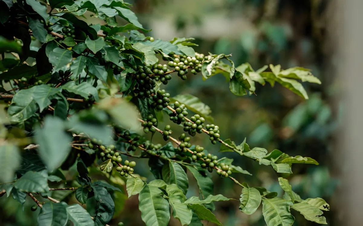 Kirinyaga Arabica AB