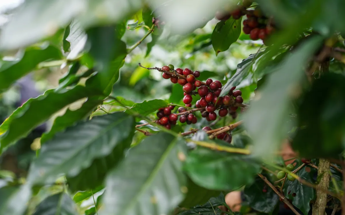 Kirinyaga Arabica PB