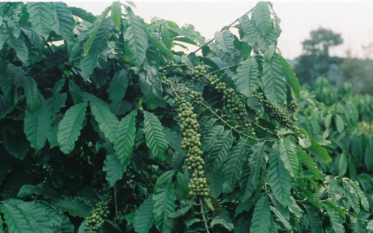 Kirinyaga Arabica C