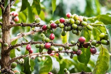 Kirinyaga Arabica C coffee