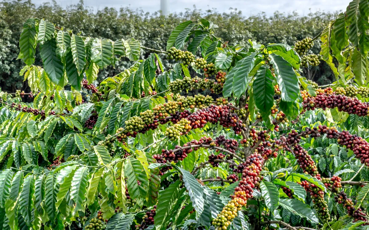 Kenyan Coffee Varieties: A Complete Guide to the Nation’s Finest Arabica Beans