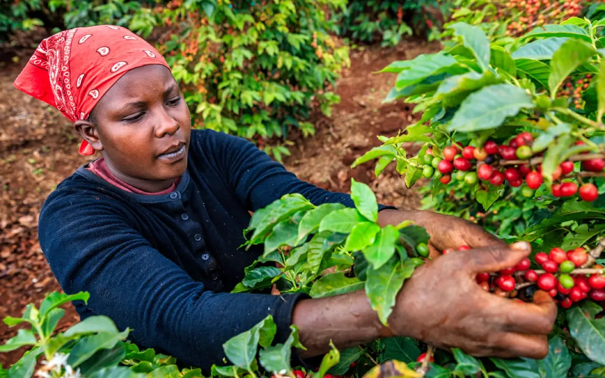 From Farm to Cup: The People and Cooperatives Behind Kenya’s Finest Coffee