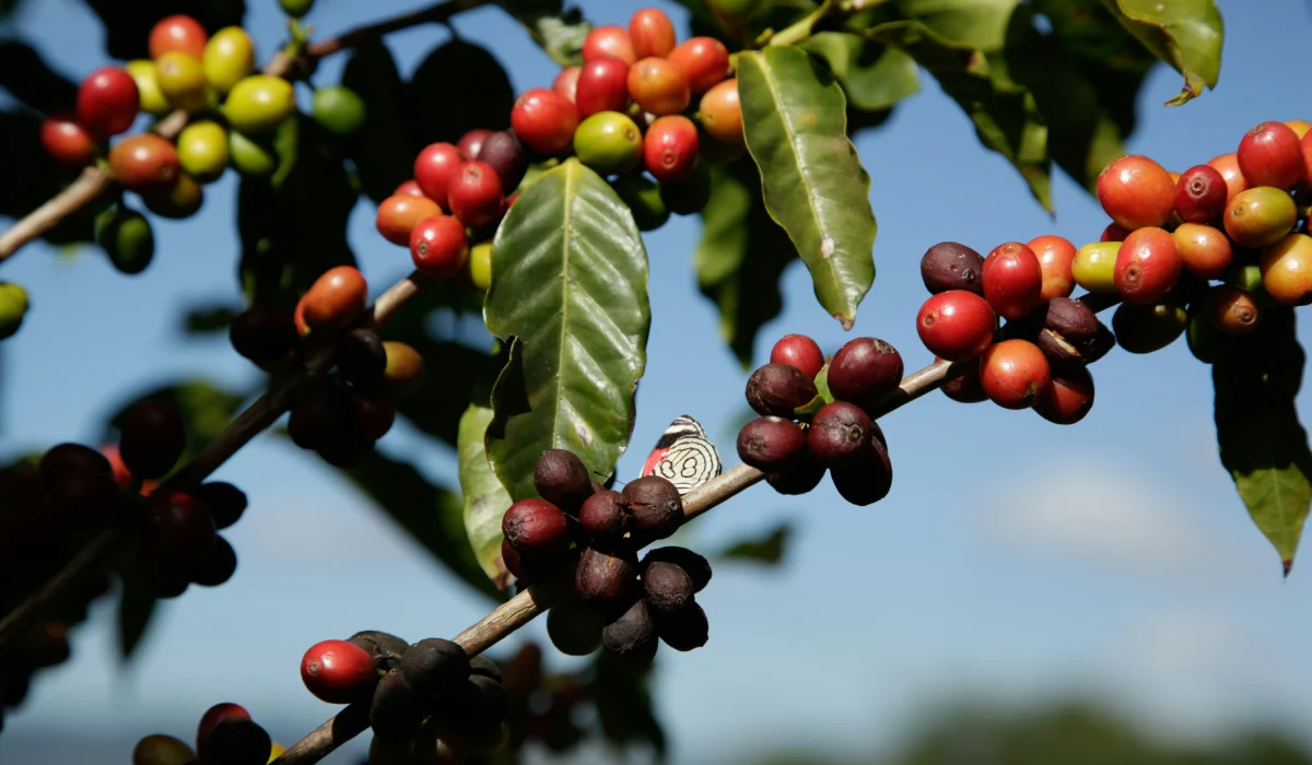Premium coffee sourcing shaped like a luxury collection.