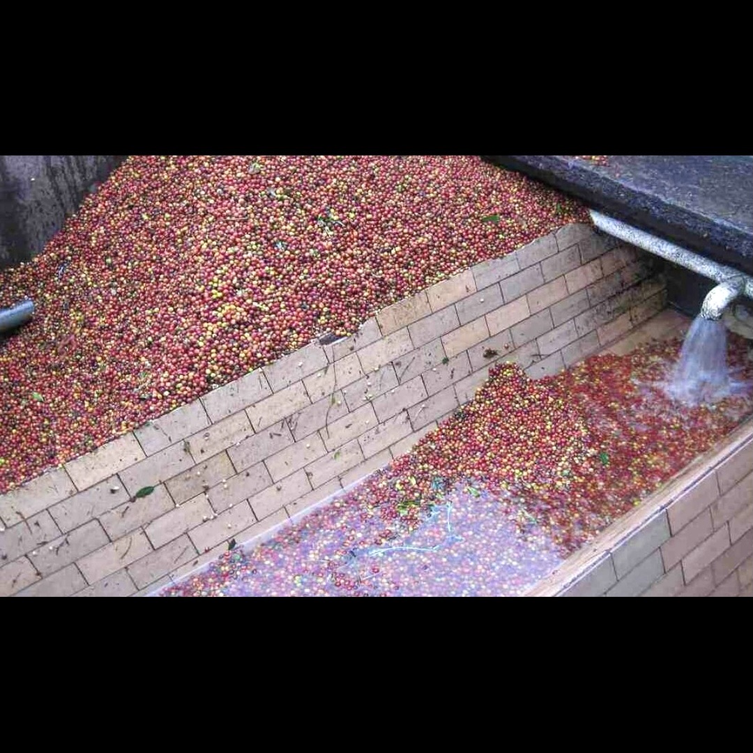 Traditional Fully Washed Process for Kenya Arabica Coffee: A Complete Processing Guide