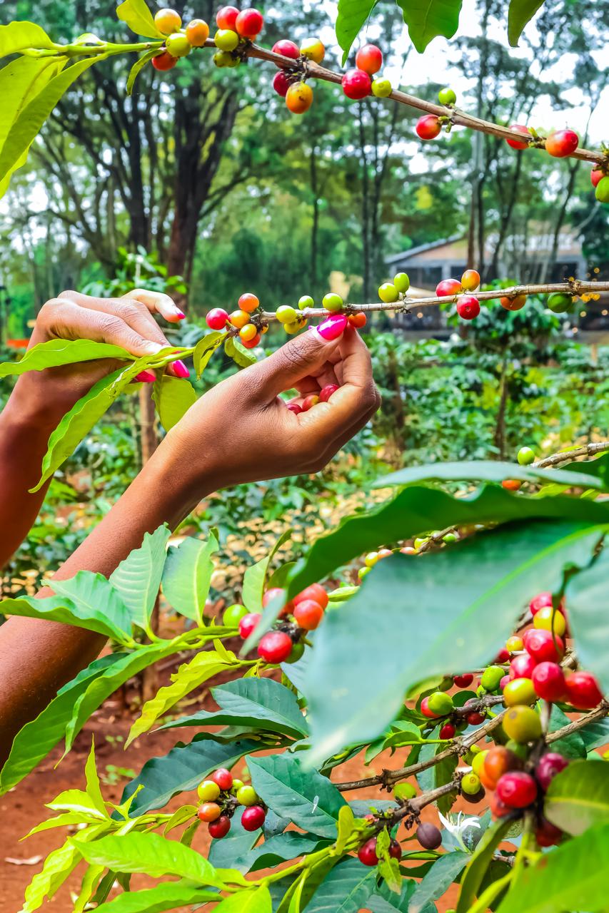 The Power of Selective Hand-Picking: Why Manual Harvesting Defines Specialty Coffee Quality