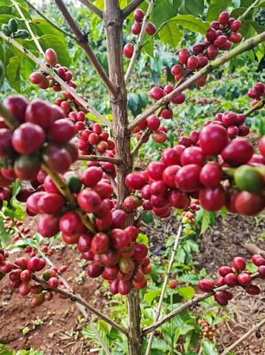 Bungoma County
