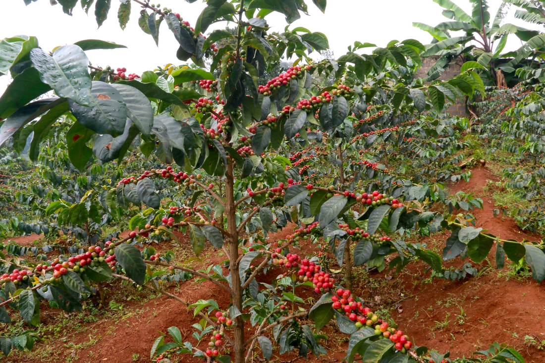 Kakamega County