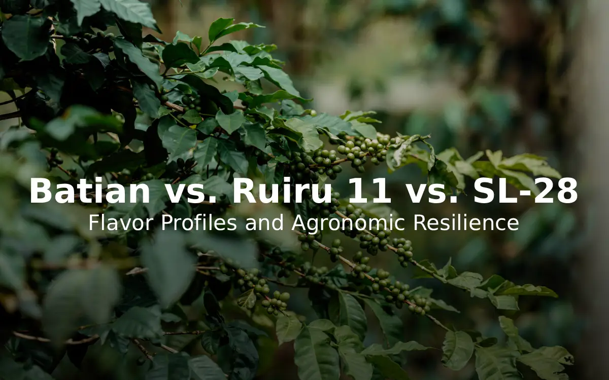 Batian vs. Ruiru 11 vs. SL-28: Flavor Profiles and Agronomic Resilience