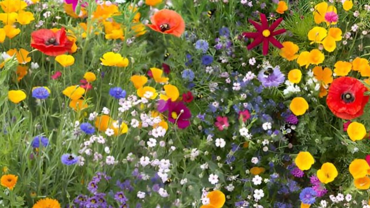 Lawn-Free Garden Ideas Gain Traction Lawn-Free Garden Ideas Gain Traction - lawn-free garden ideas