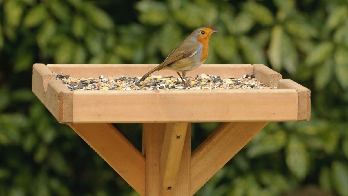 Experts warn common bird‑feeding mistakes, suggest proper methods - bird feeding