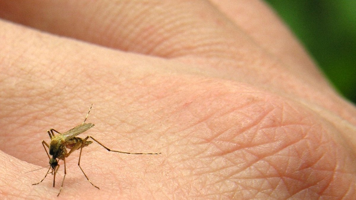 Mosquitoes Develop Resistance to Insecticides Quickly Mosquitoes Develop Resistance to Insecticides Quickly - insecticide resistance