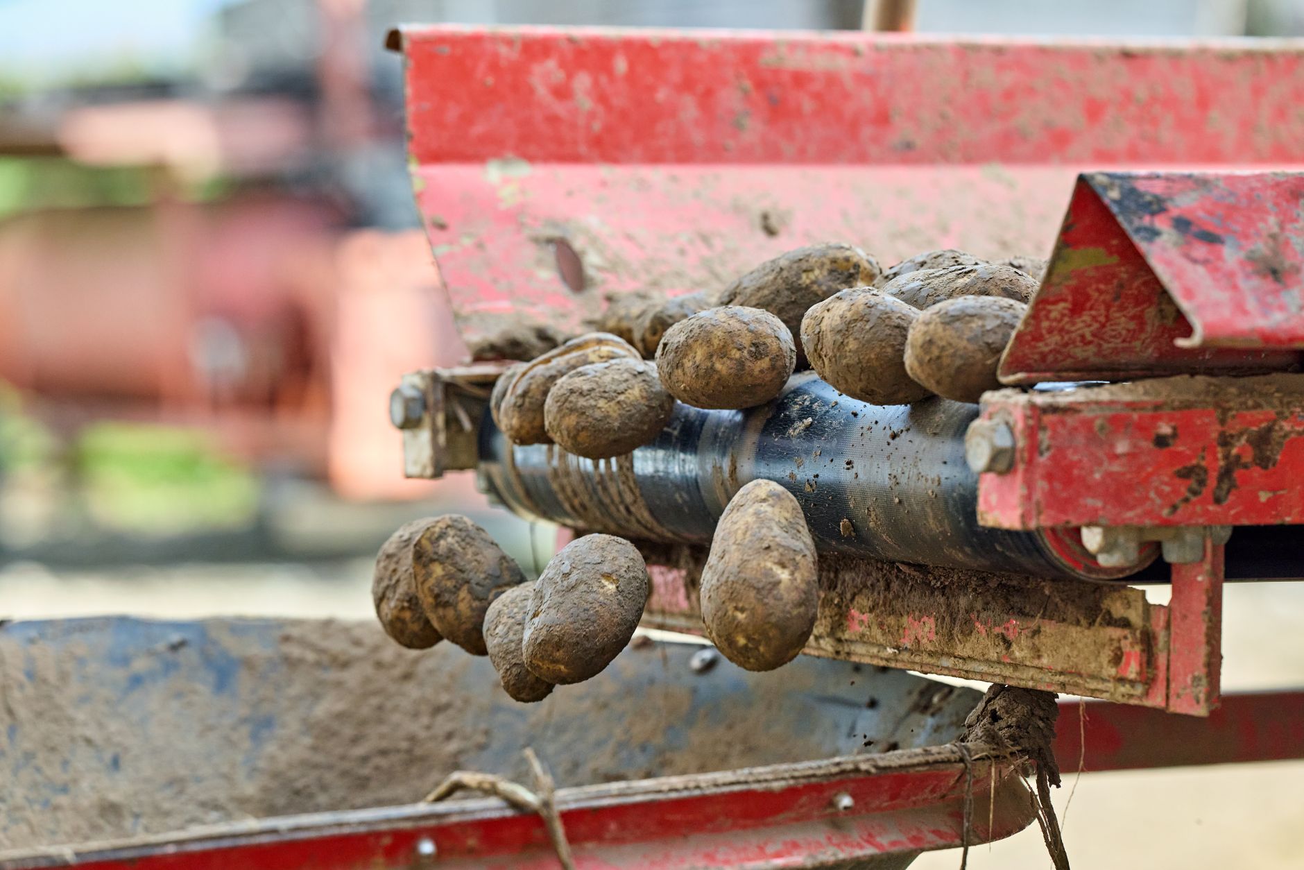 Harvest Homegrown Potatoes with Simple Steps