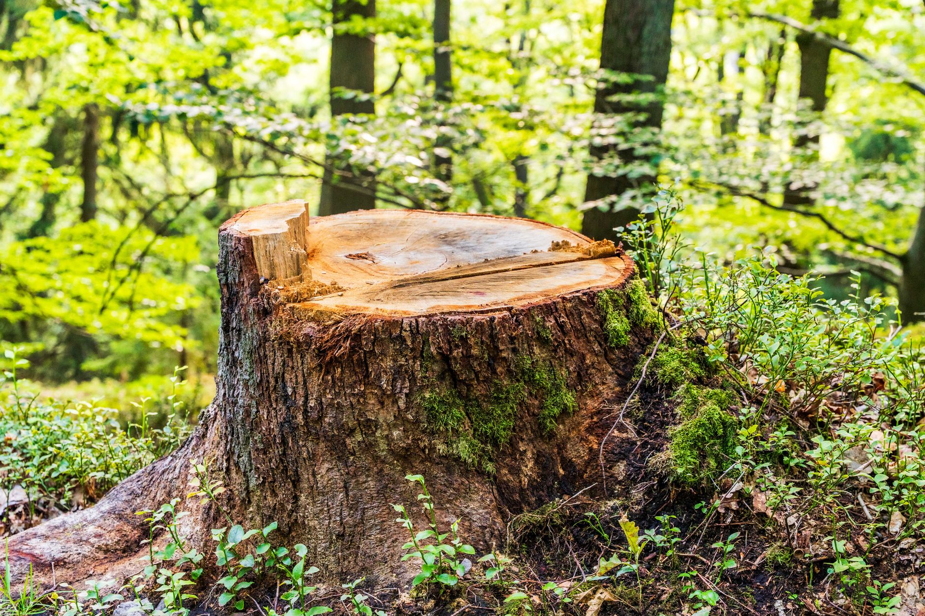 Stump Removal Costs Revealed
