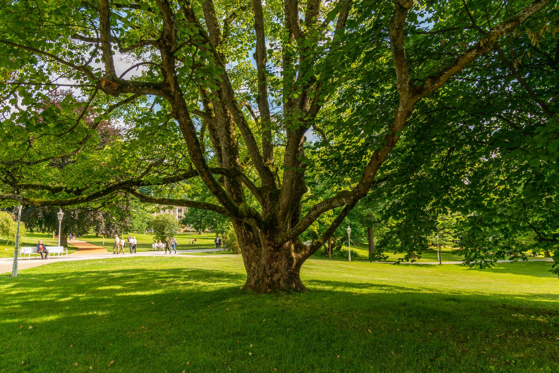 How Commercial Tree Service Helps Keep Business Landscapes Safe and Clean