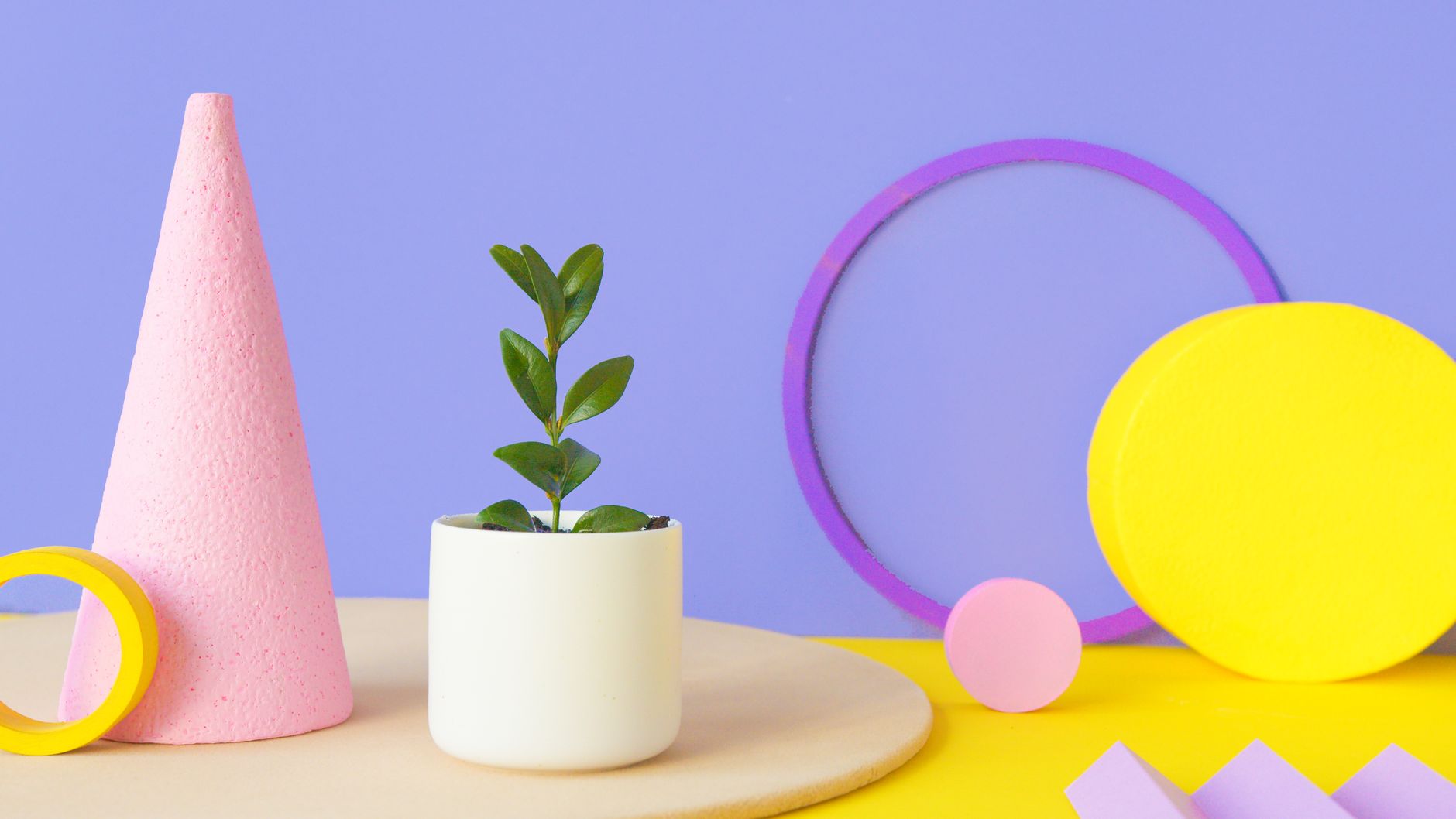 Step-by-Step Guide to Creating a 3D Plant Model