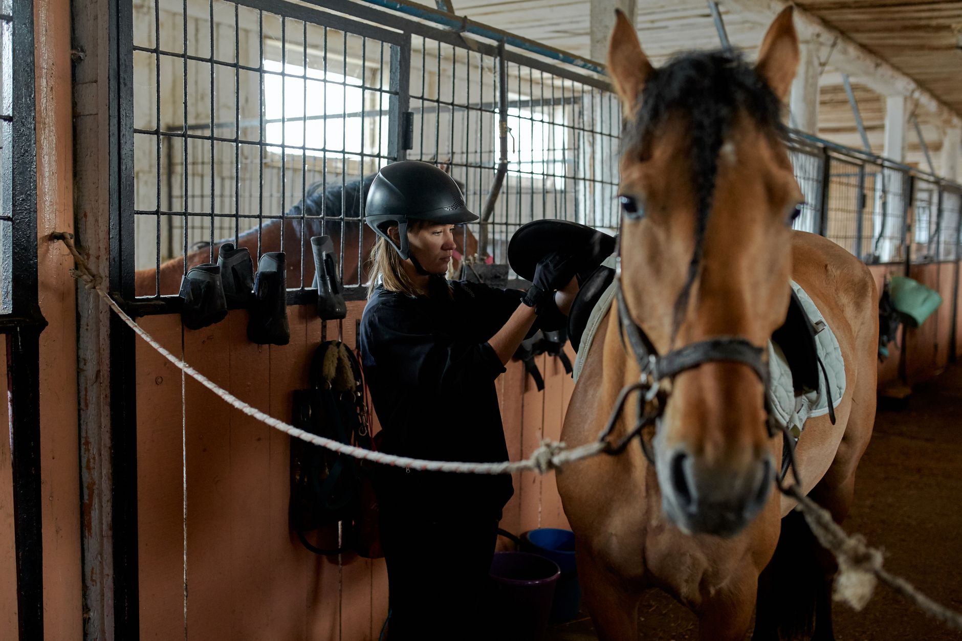 Enhancing Safety and Efficiency in Equine Management