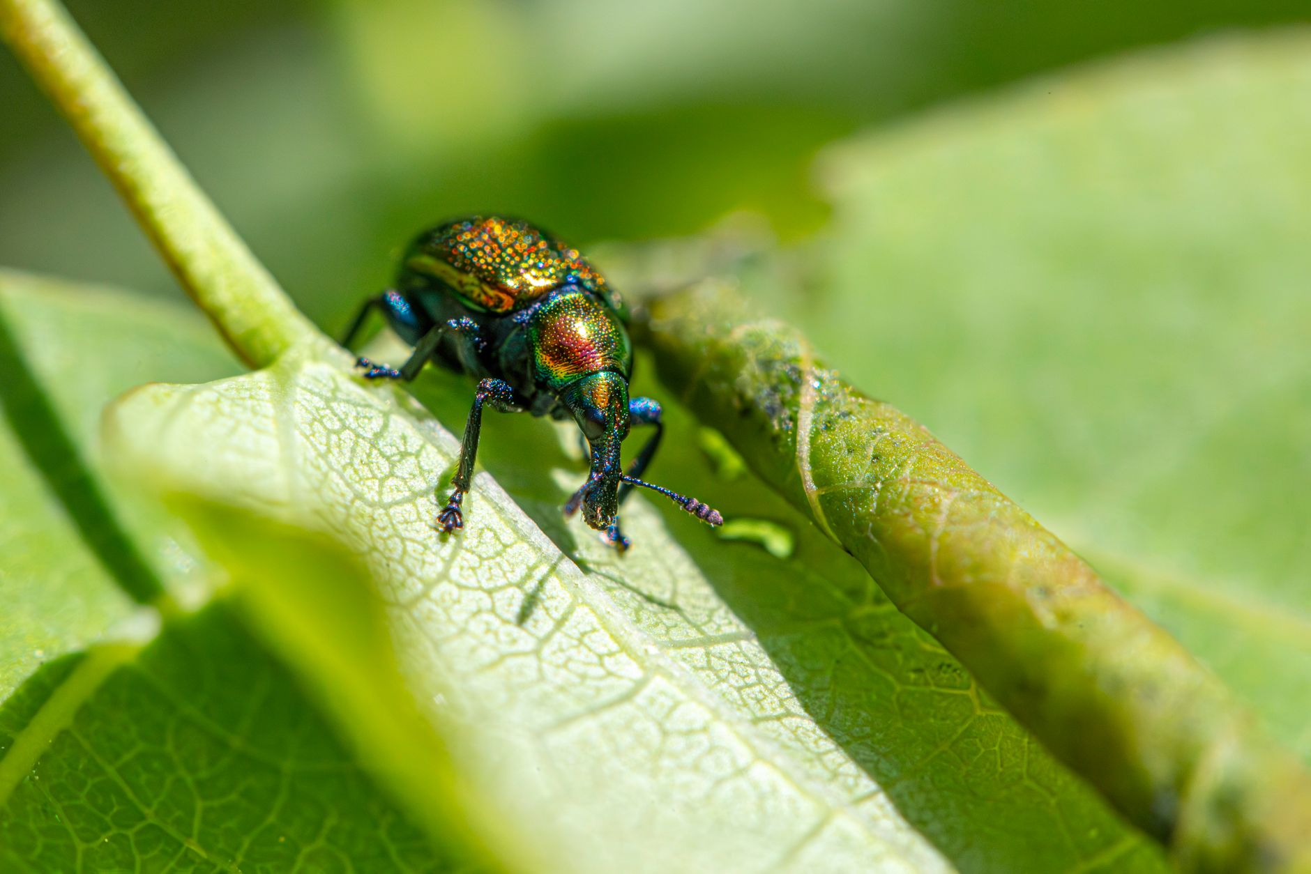 Get Rid of Pests With The Best Pest Control Company