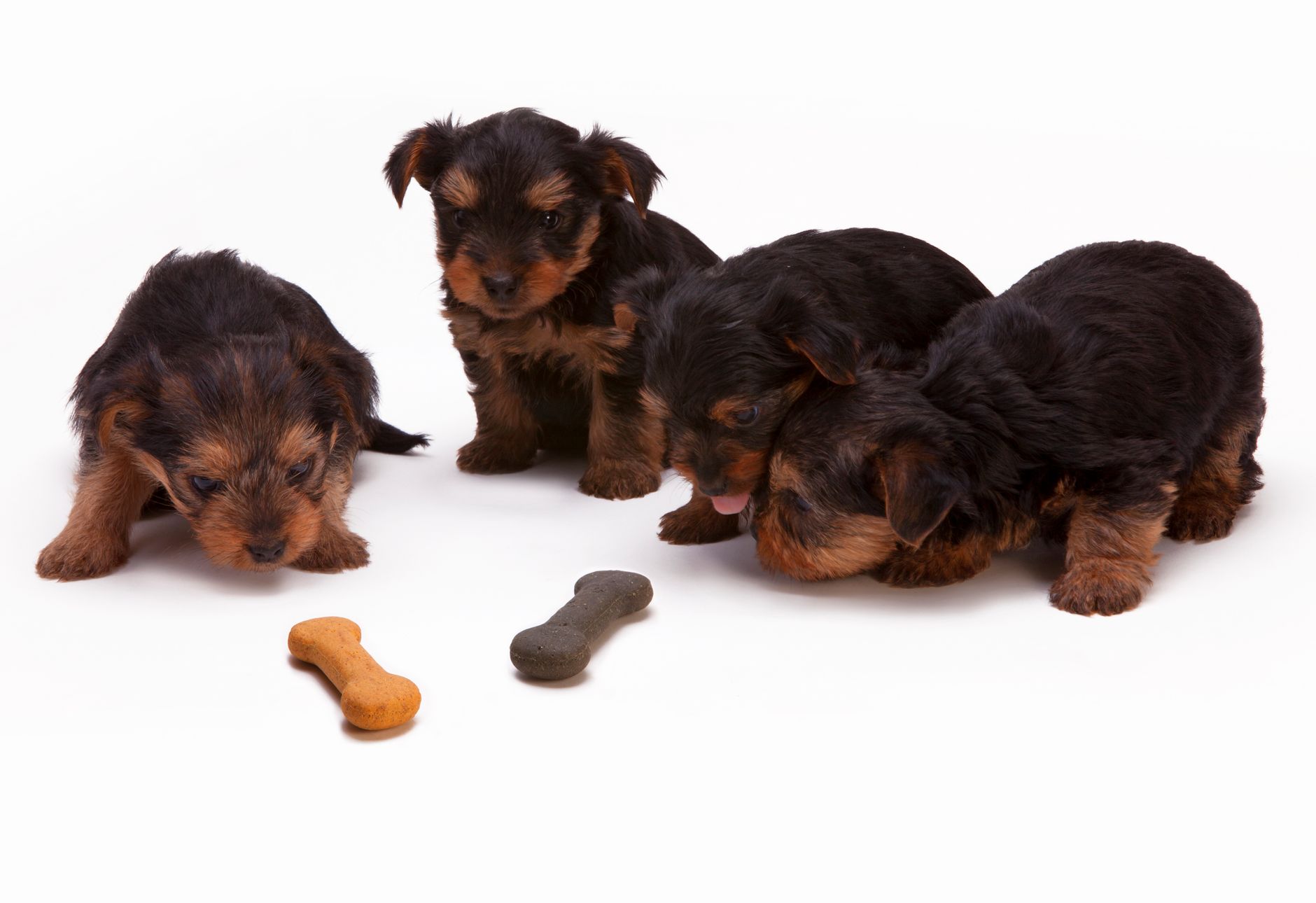 How to Choose the Right Food for Your Dog’s Age