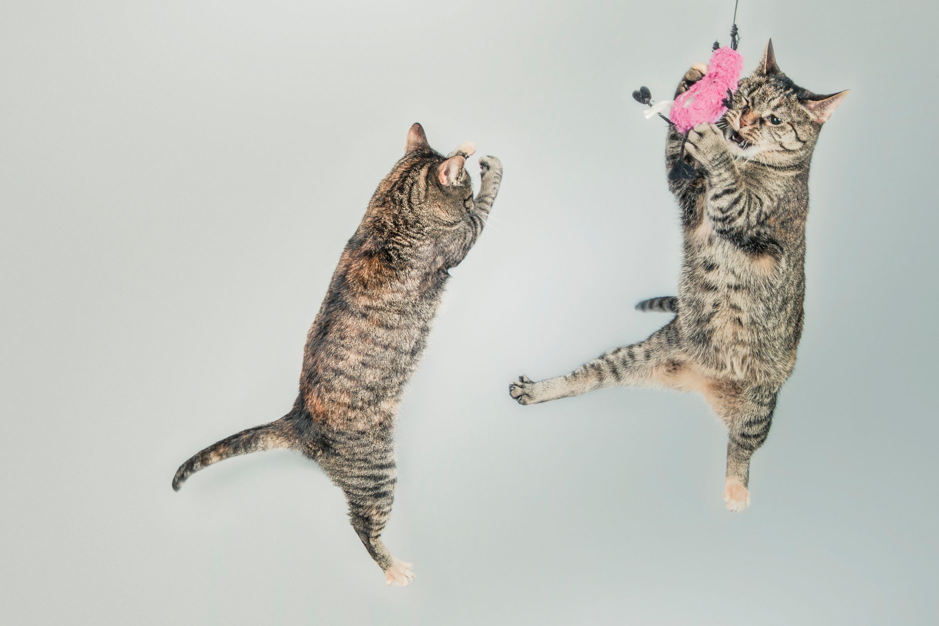 How to Keep Your Pet Engaged and Active