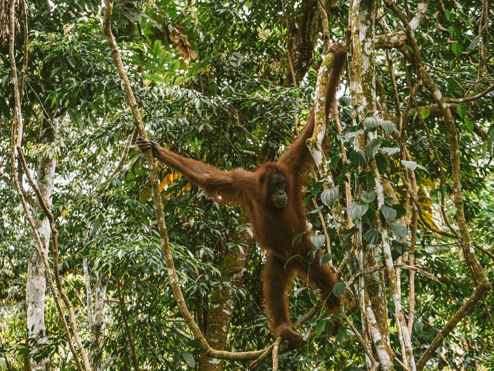 Planning Your Next Big Escape to Borneo