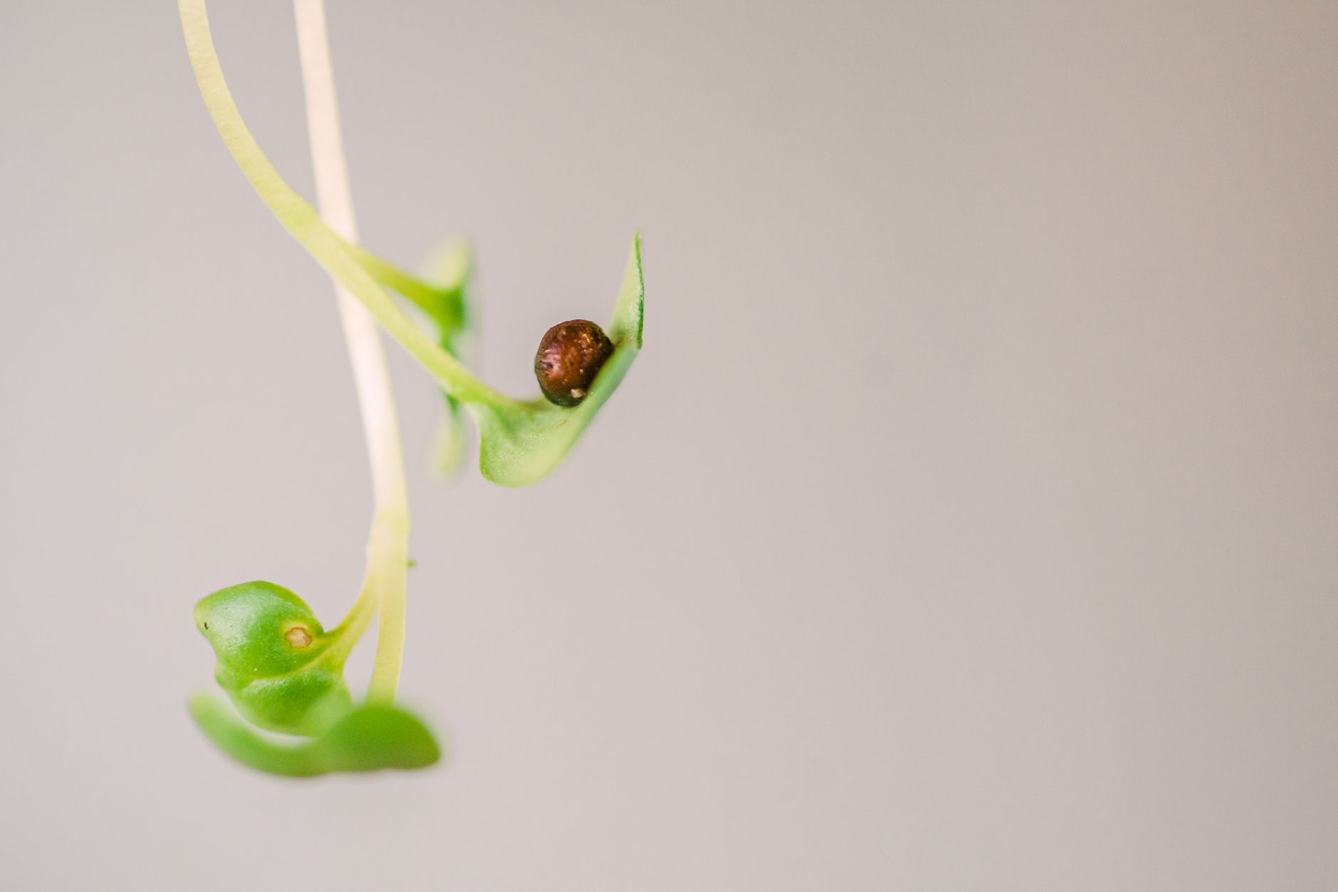 Sprouts to carry menstrual cycle drinks