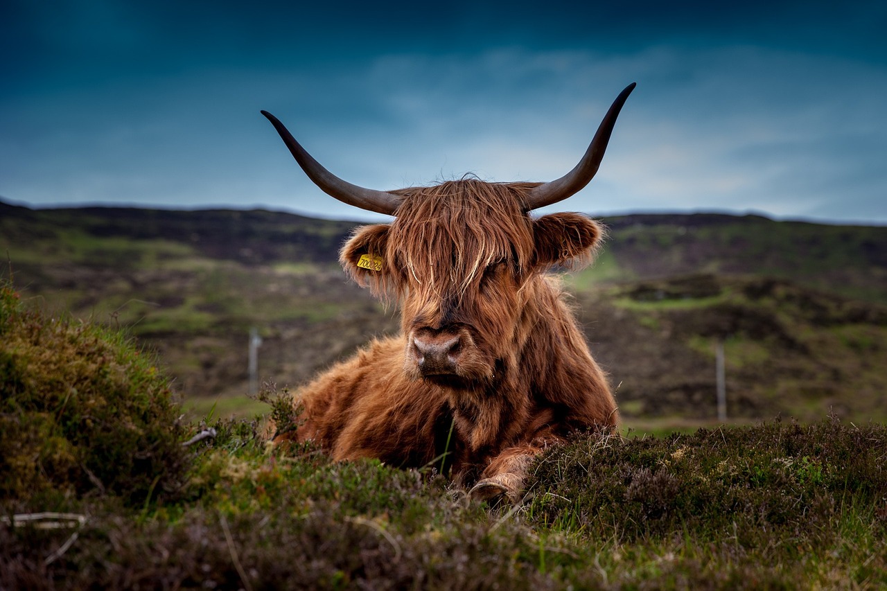 Protecting Livestock From Predators