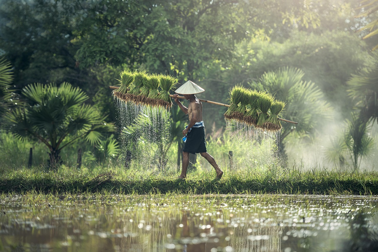 Benefits of Rice Water for Hair and Skin