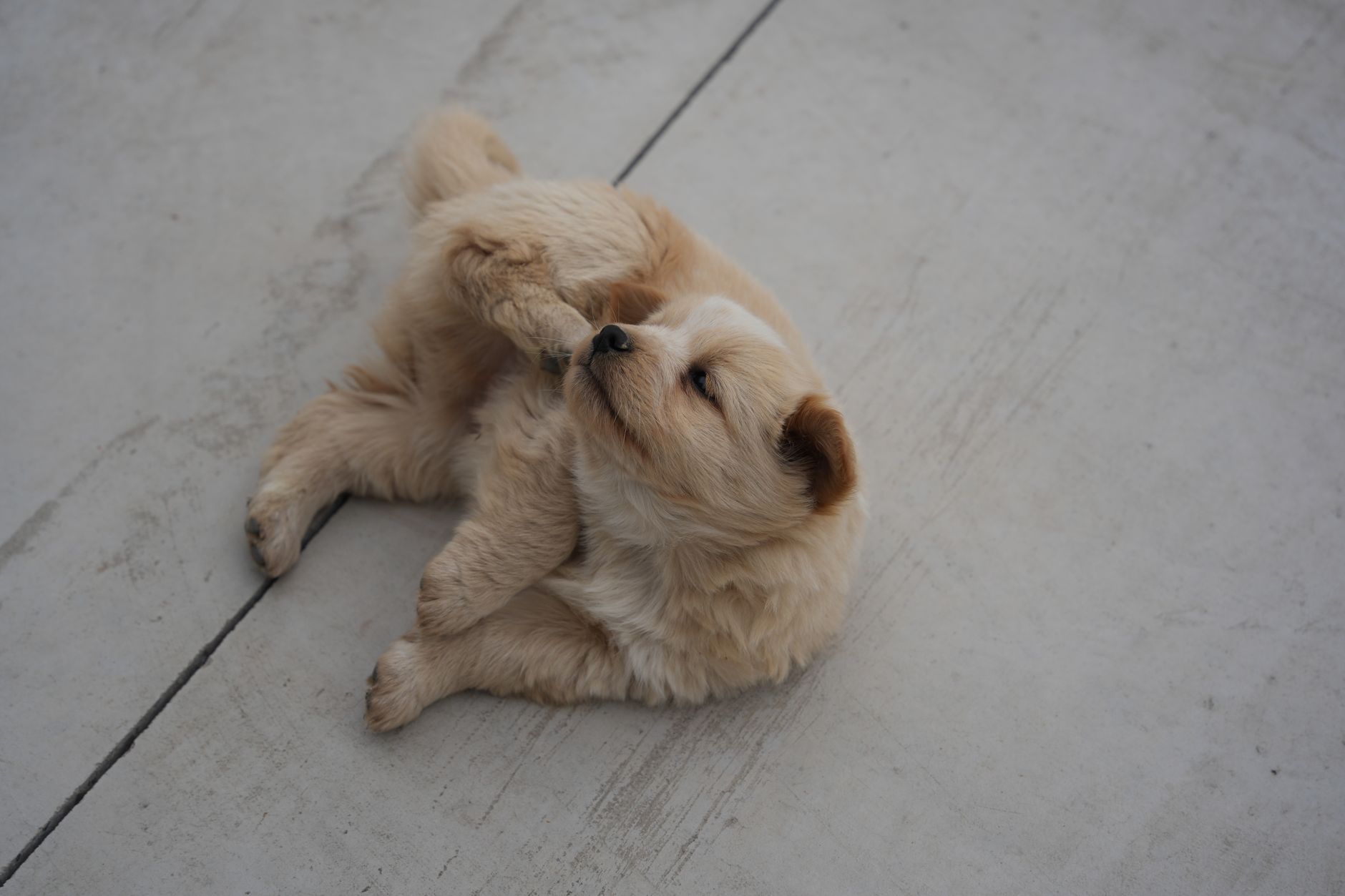Persistent Itch Plaguing Your Pet