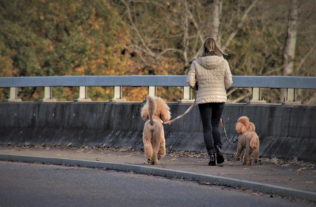 Dogs Can Feel Their Owners Anxiety