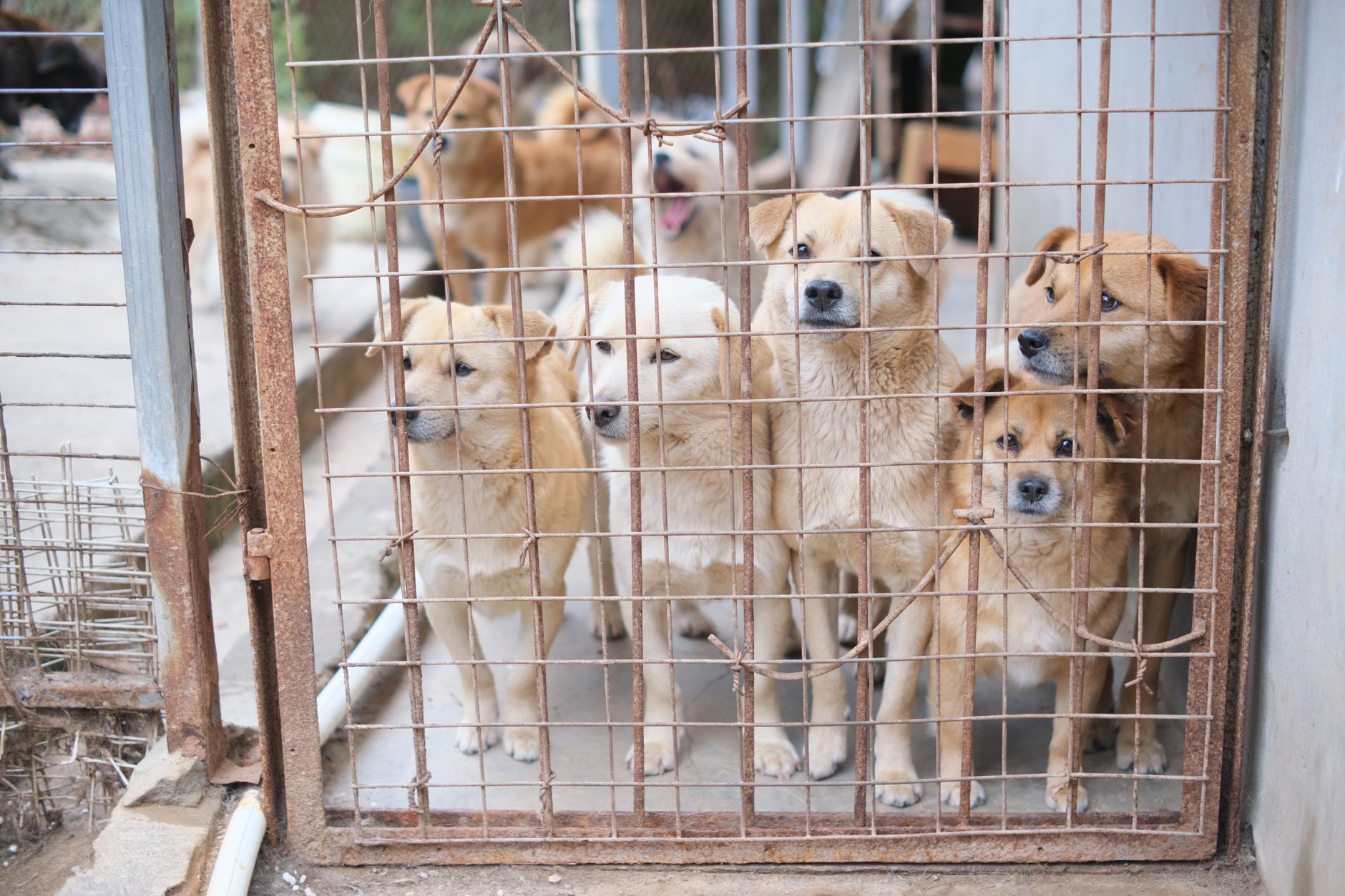 Dogs May Be Born Pessimists Study Finds
