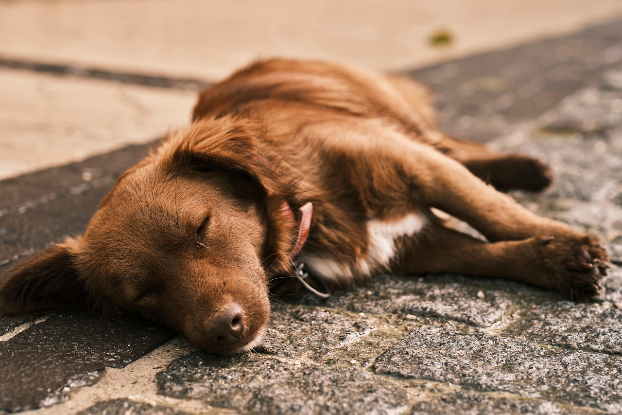 Pets May Be More Tired Than Thought