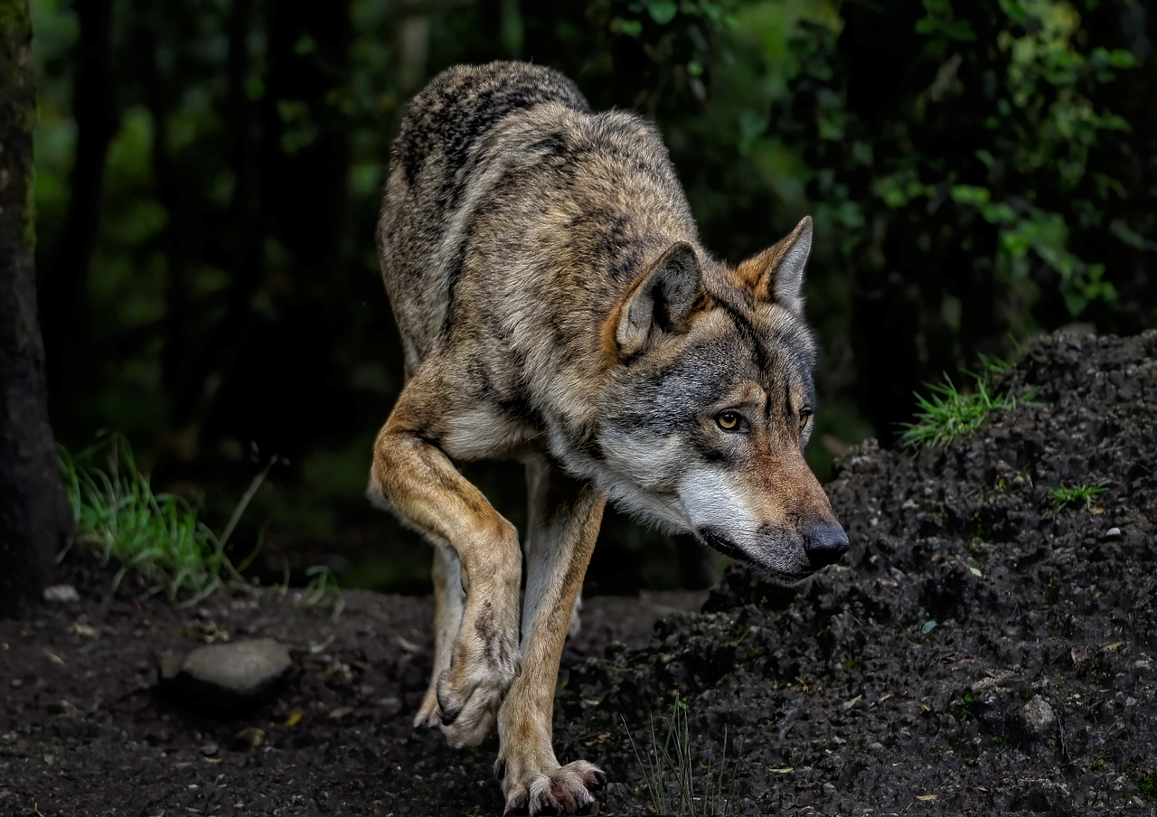 Common Mistakes Dog Owners Should Avoid