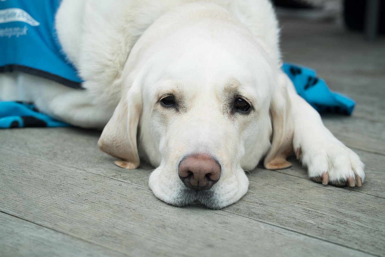 Your Guide To Animal Cremation Services