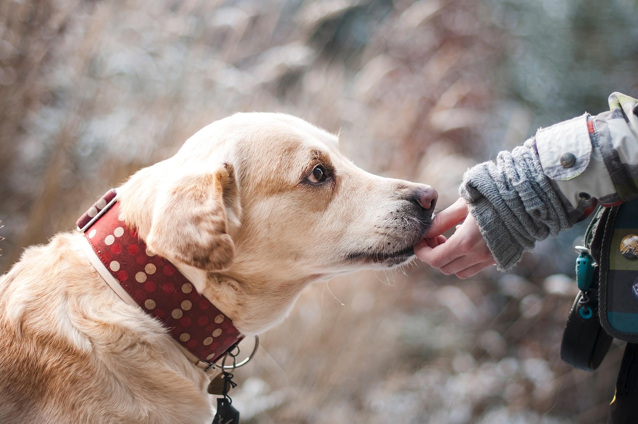 Zoonotic Diseases that can transmit to Humans from Pets