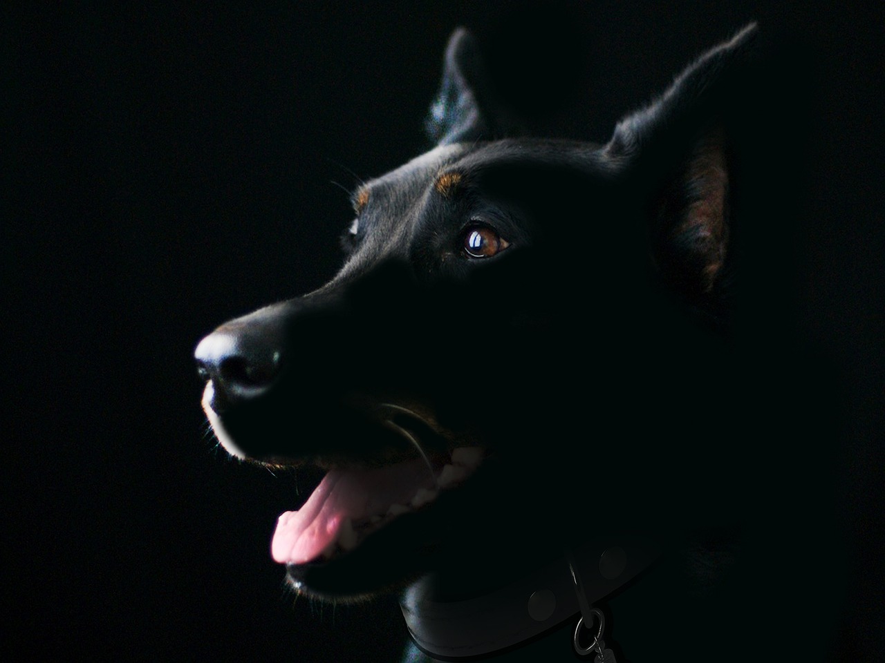 Pale gums in dogs. What does it mean?