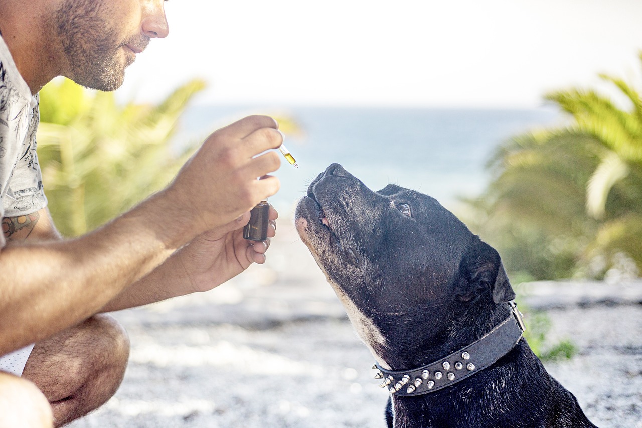 How to Identify Quality CBD Products for Pets