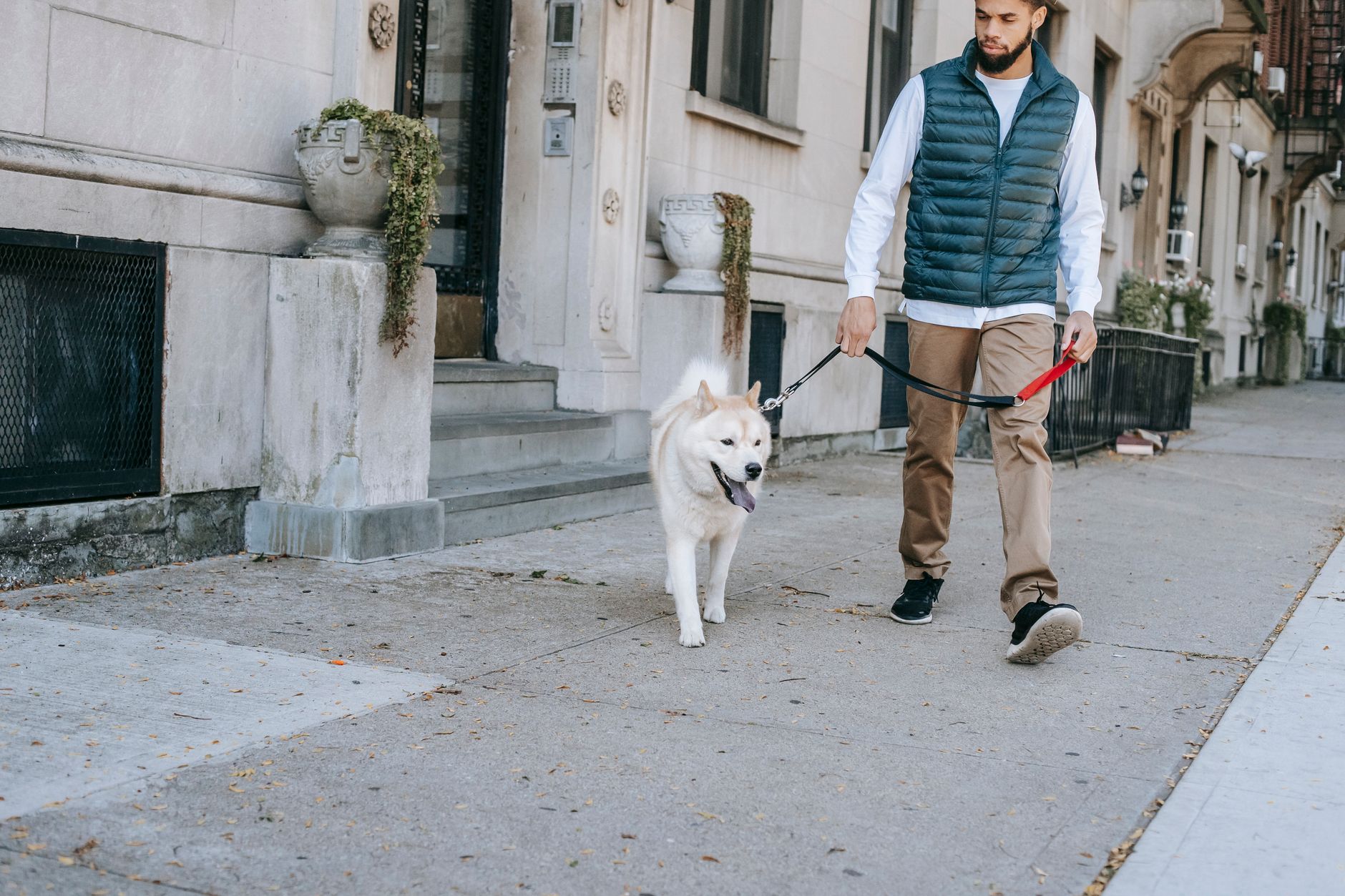 An Elegant and Modern Way to Carry Your Dog: Dog Crates