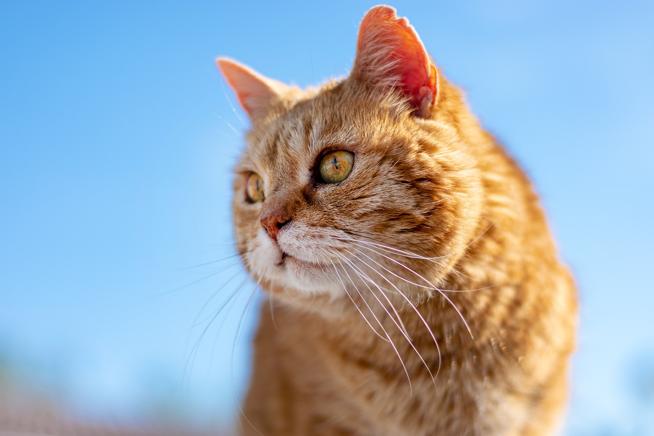 Matt Davies Harmony Communities Looks at What You Need to Know About Your Aging Cat and Keeping It Safe