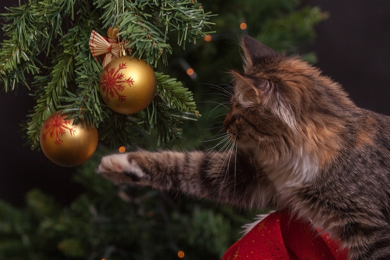 Planning For Your Cat’s Euthanasia At Home