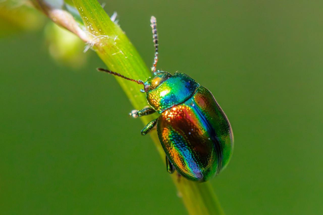 Pest Control Services in Northglenn: Signs You Have Selected a Reliable One