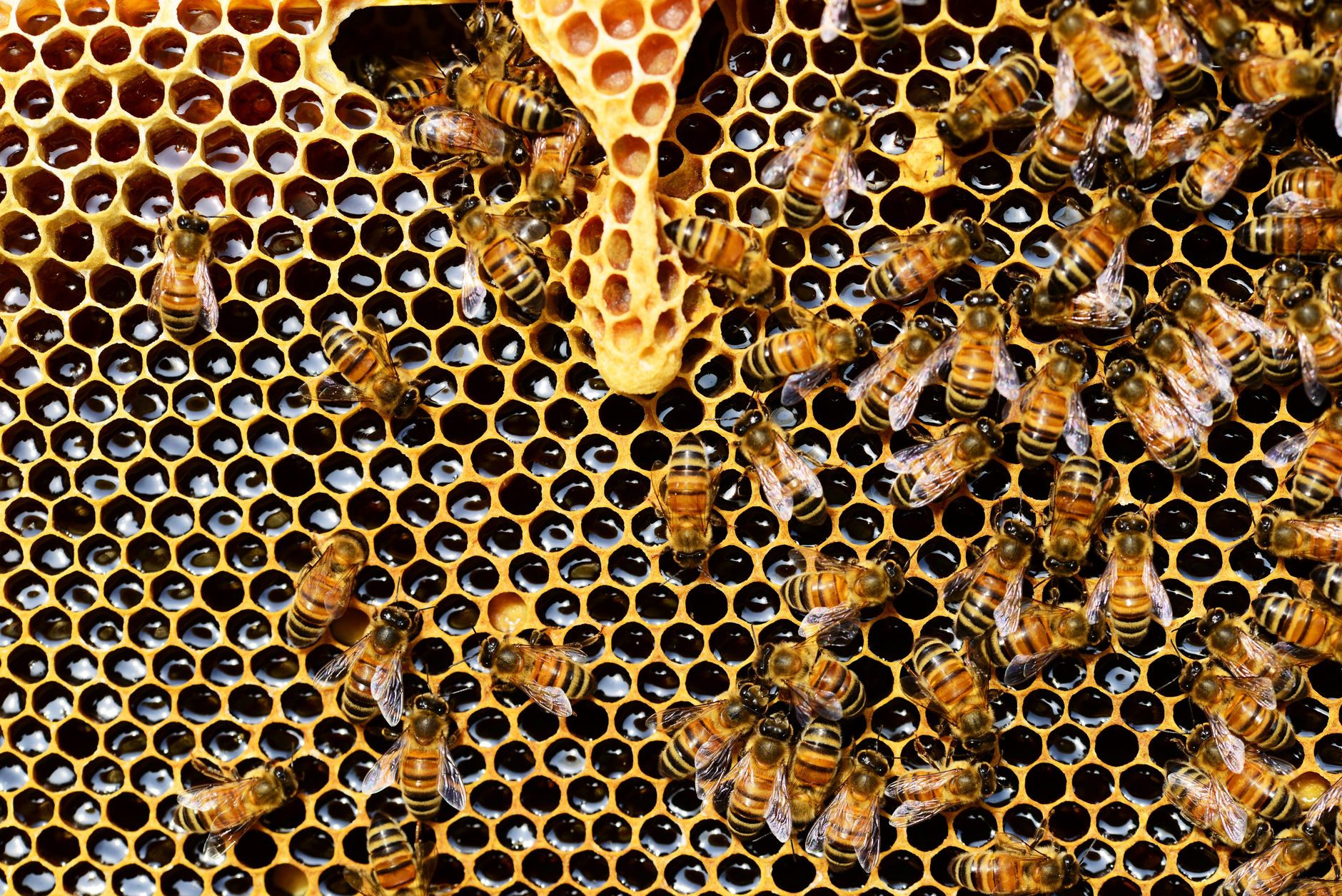 What Is LLM Honeypotting and Why It Matters