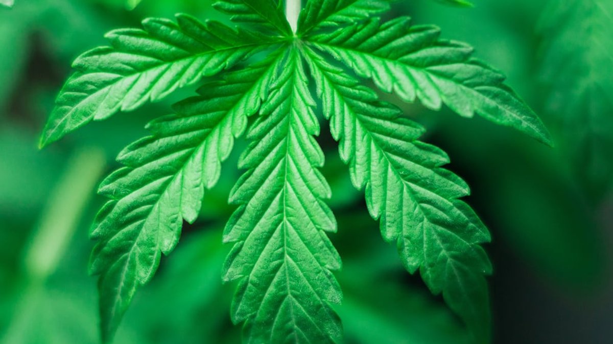 Hemp prohibition delayed to December - hemp prohibition