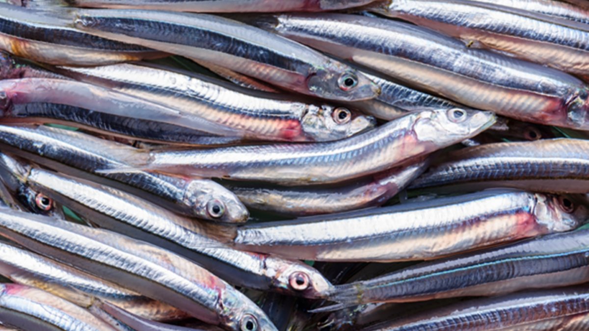 El Niño Impacts Global Food Supplies - el nino