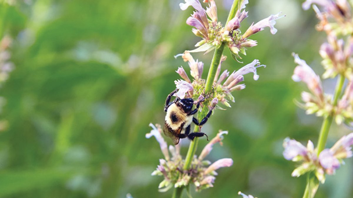 Grow Agastache: Expert Tips for Your Region - grow agastache