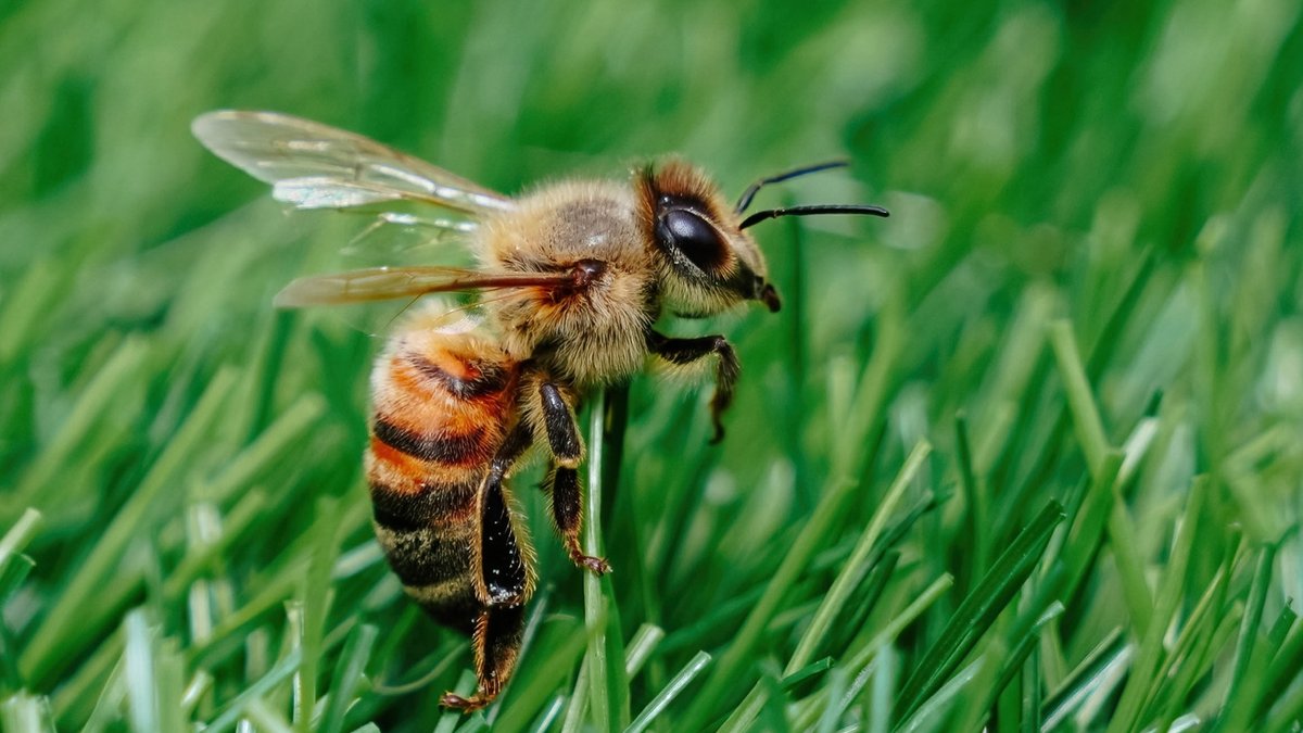 Late blooms boost bees with centipedegrass Late blooms boost bees with centipedegrass - centipedegrass bees