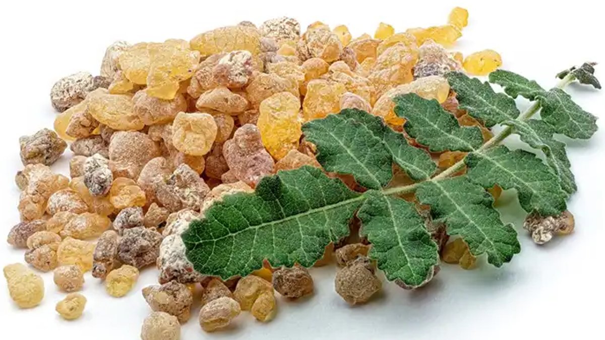 Ancient plant may ease joint pain in older adults - boswellia dogs