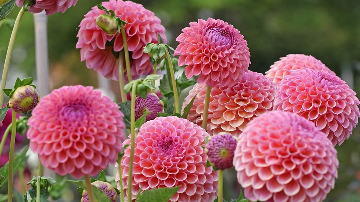 Dazzling dahlias: The best varieties for cut flower gardens