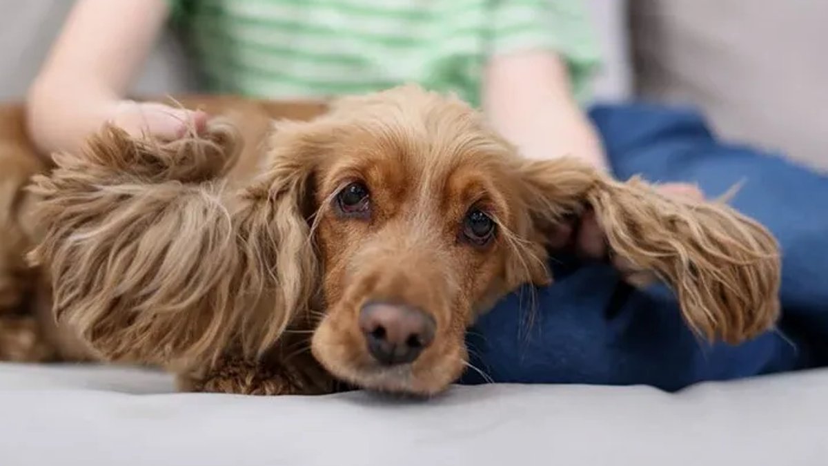 Dog’s quiet cues show unease around kids Dog’s quiet cues show unease around kids - dog unease