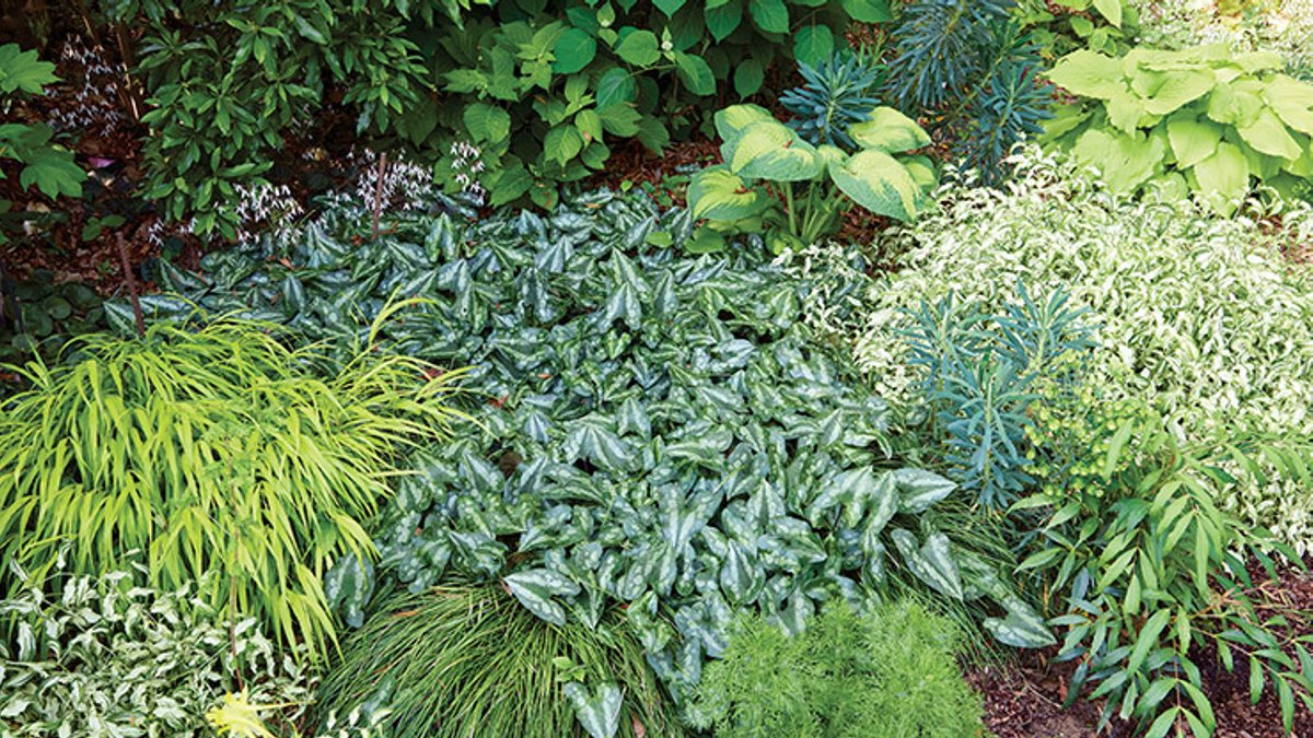 Perennial shade garden highlights striking foliage - shade garden