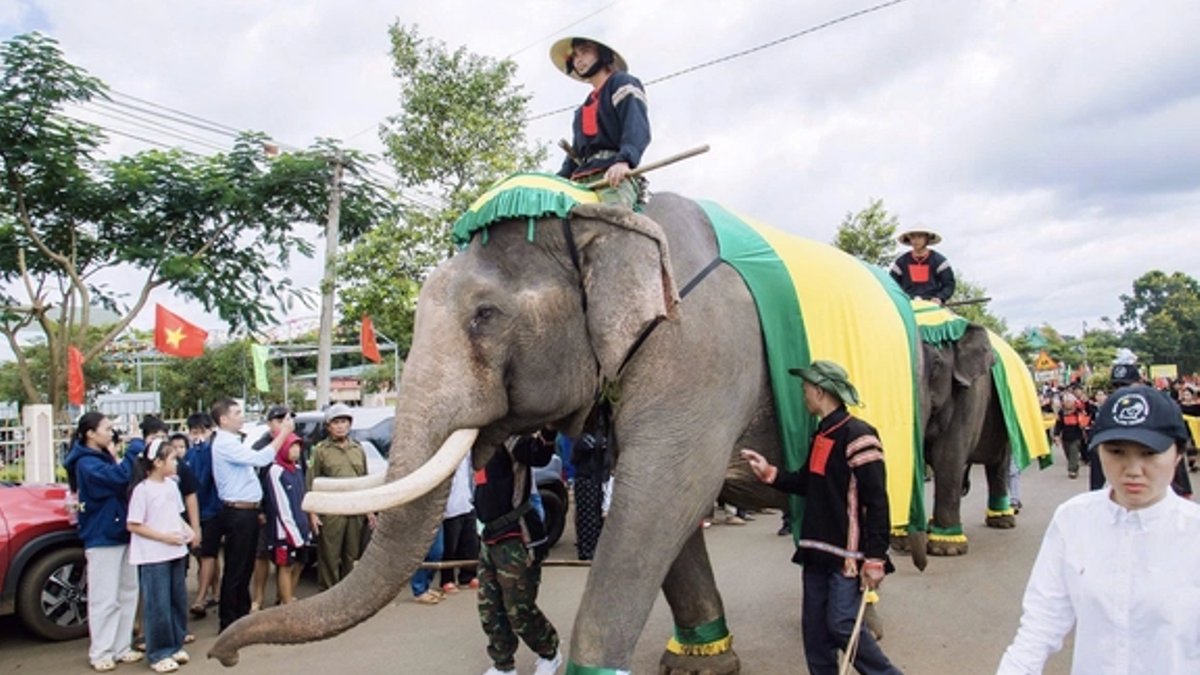 Elephants Escort Durian Queen in Vietnam Festival - durian festival